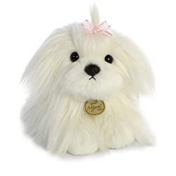 AURORA - BICHON MALTAIS BLANC  MIYONI 11''
